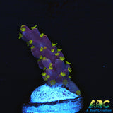 ARC Proximo