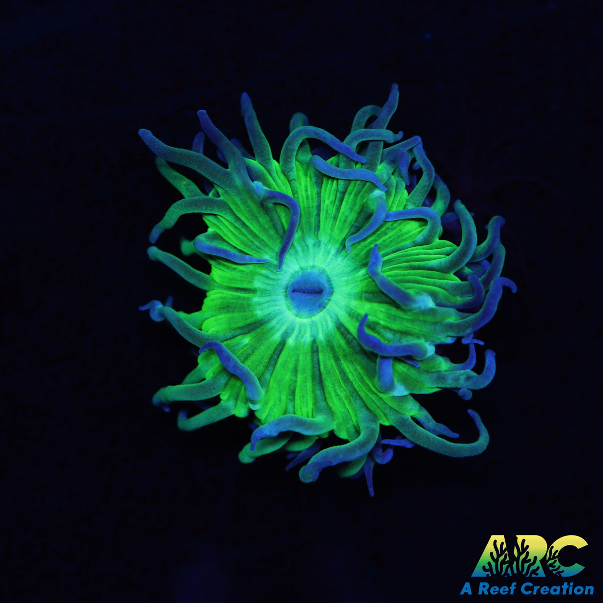 ARC Lemon Lime Duncan