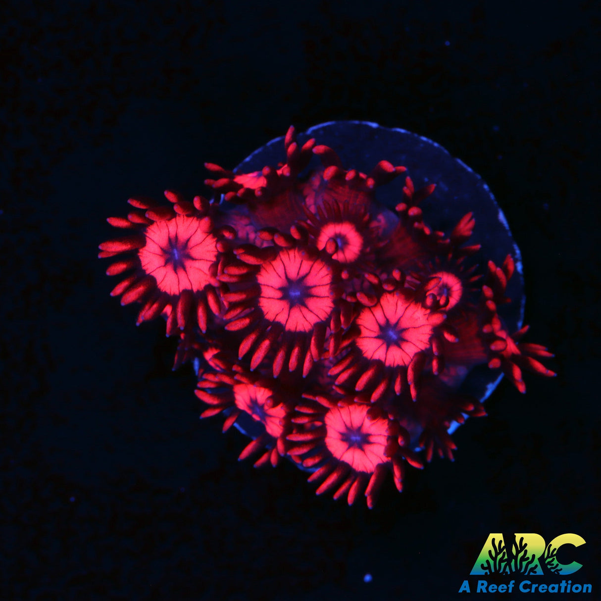 ARC Really Red Goni