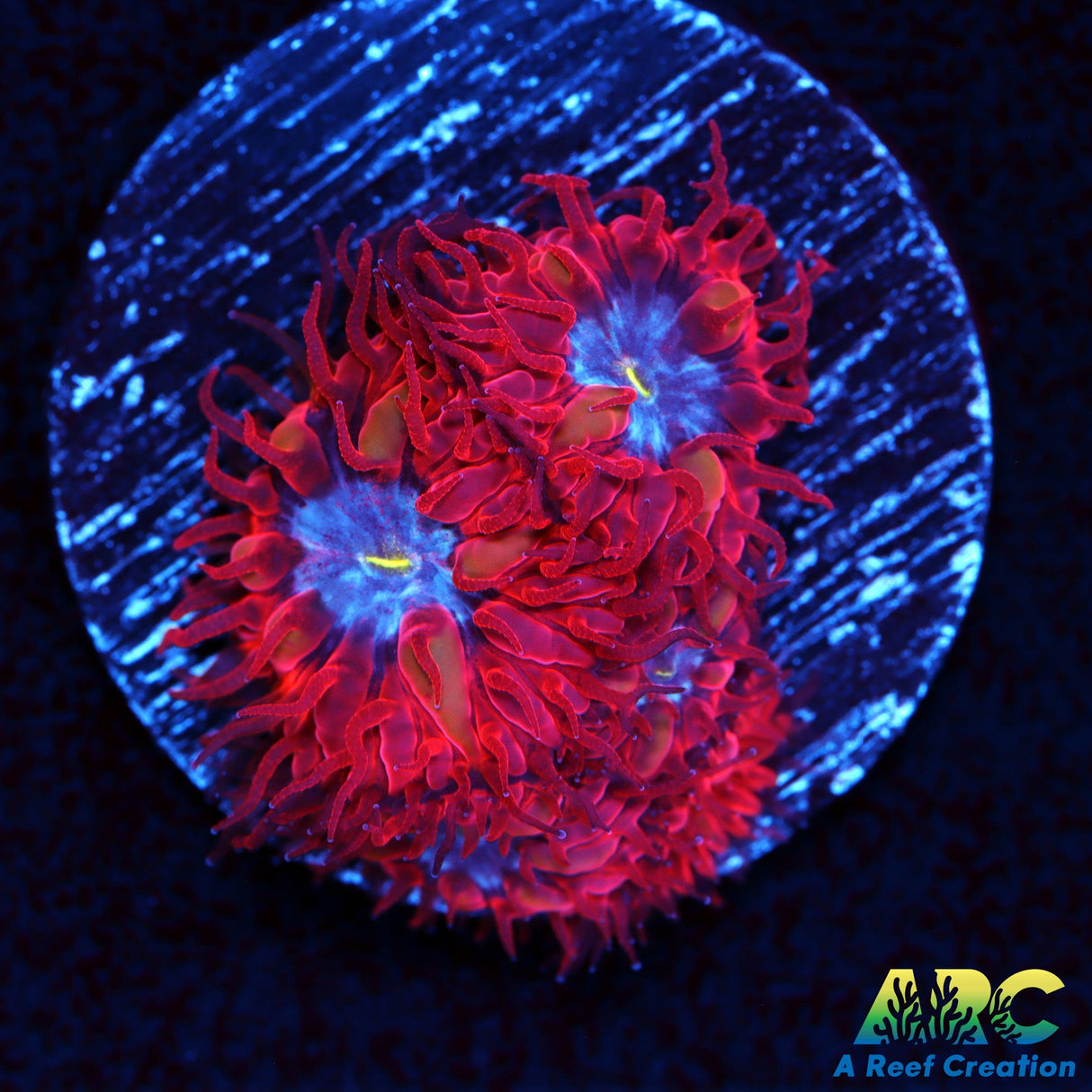 ECC Blue Raven Blasto