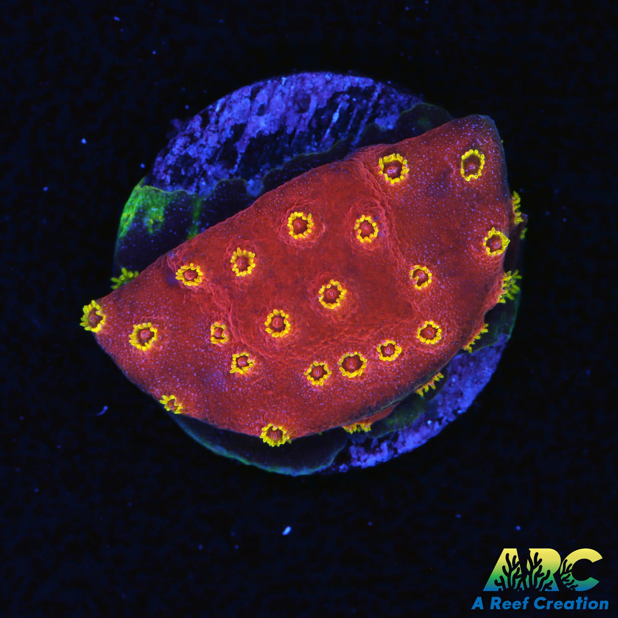 Candy Coral Firewalker Cyphastrea