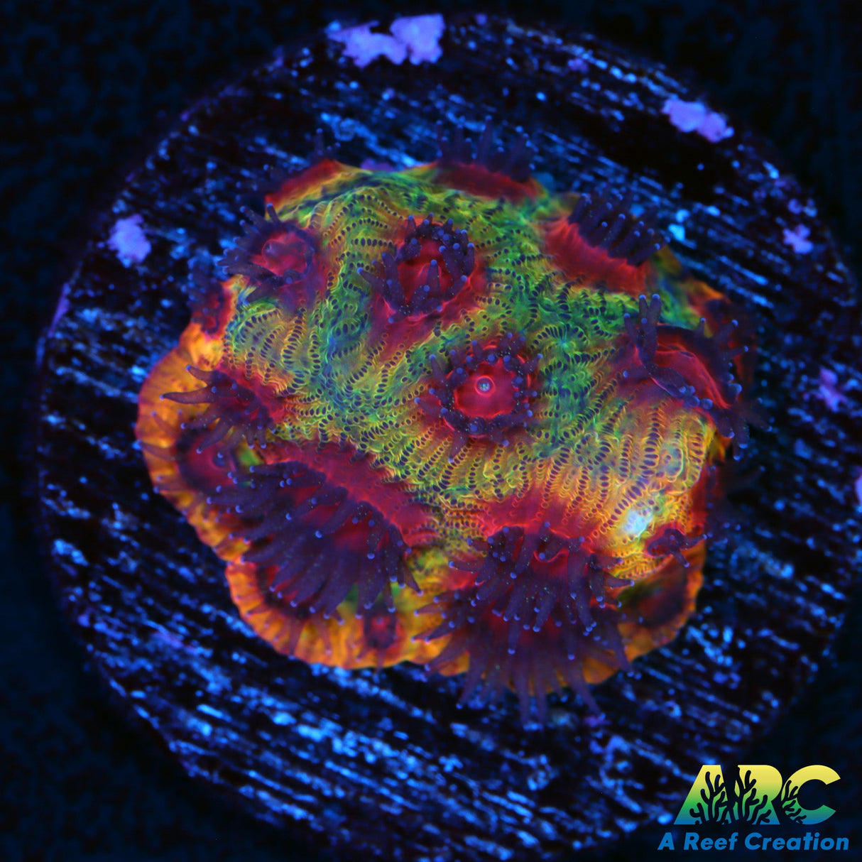 ARC Darth Maul Favia