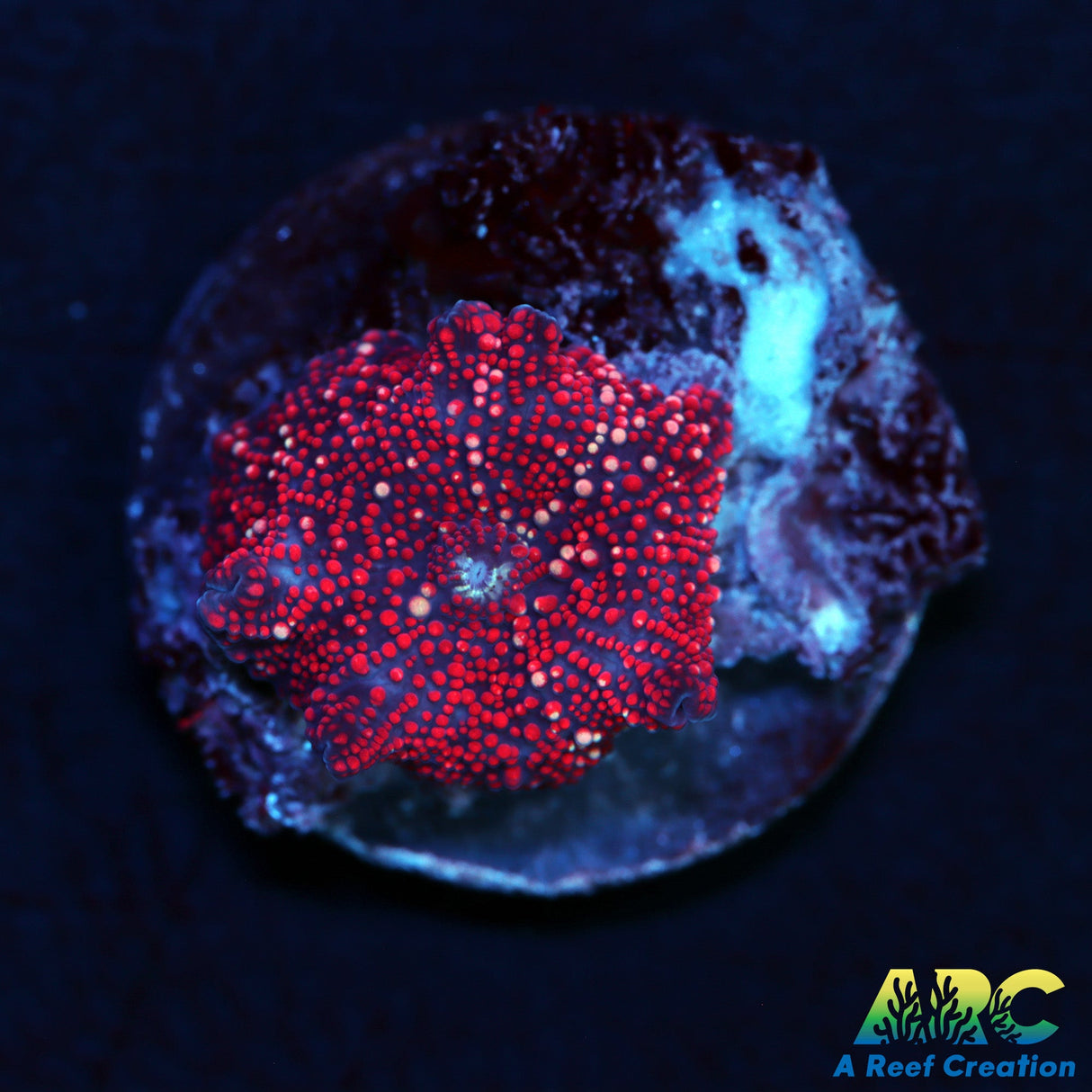 Interstellar Type Shroom