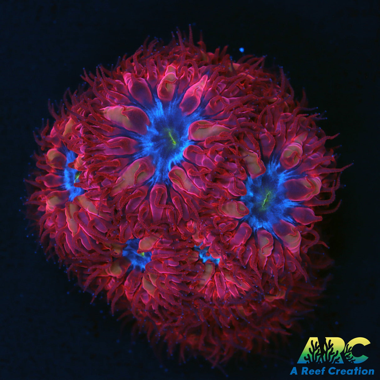 ECC Blue Raven Blasto