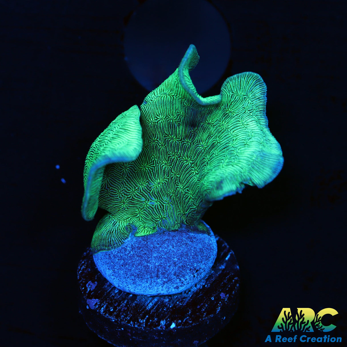 Potato Chip Coral