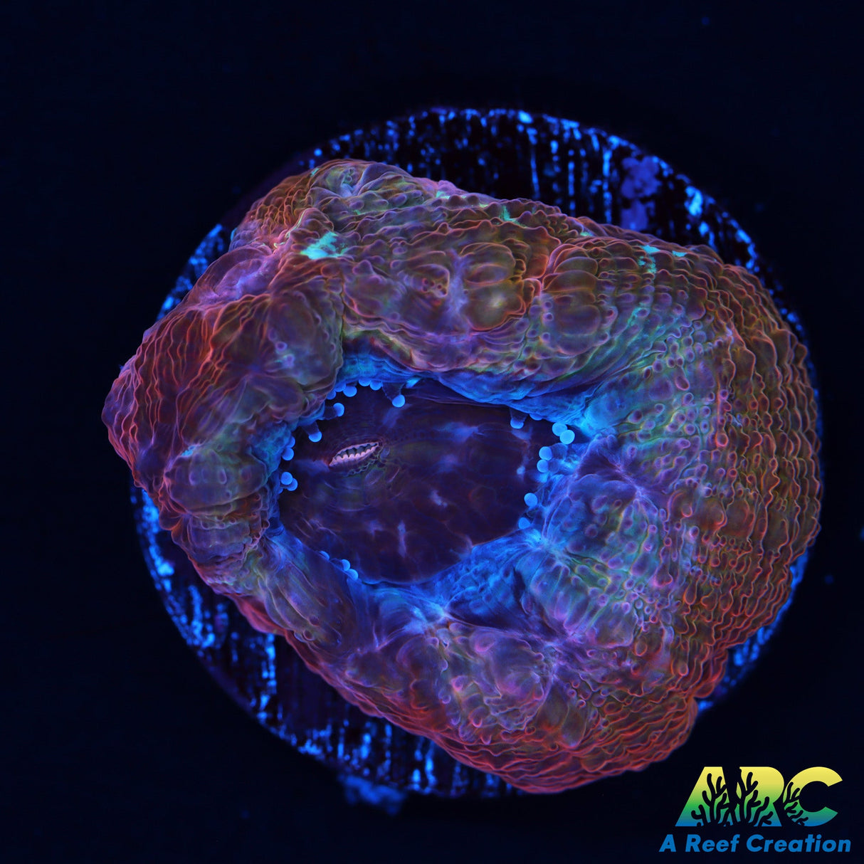 ARC Frosted Cherry Acan Bower