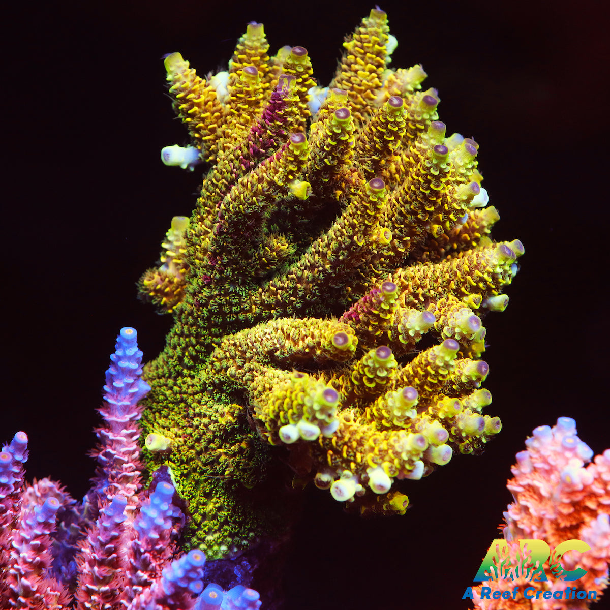 RRC Rainbow Splice Mothers – A Reef Creation