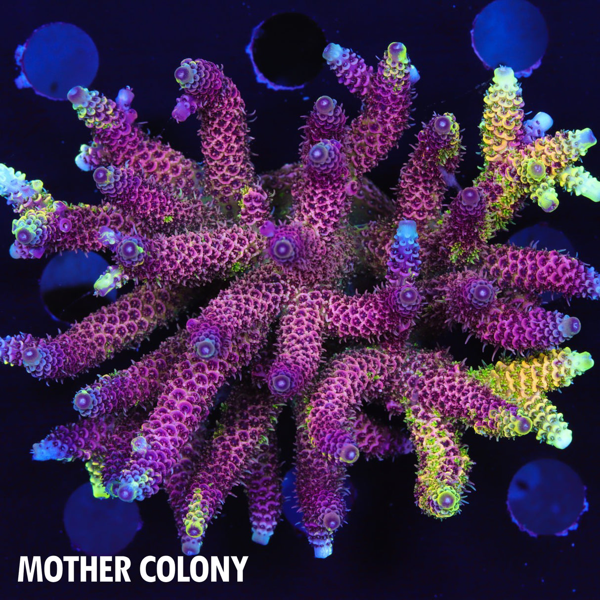 RRC Rainbow Splice Green Side big Chunk