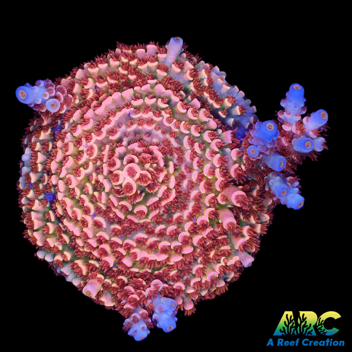 TGC Cherry Bomb Acro Mother – A Reef Creation