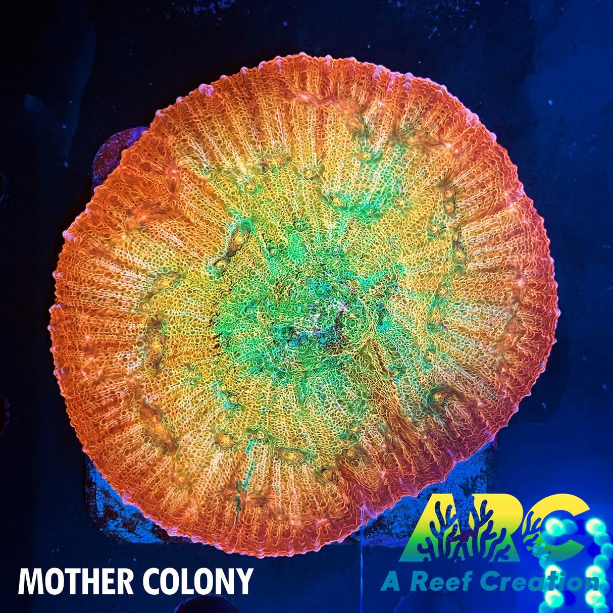 ARC Ludicrous Chalice