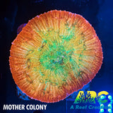 ARC Ludicrous Chalice