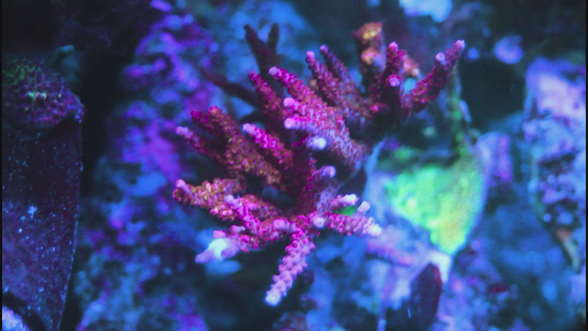 PC Rainbow Acro