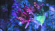 PC Rainbow Acro