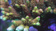 RRC Rainbow Splice Green side