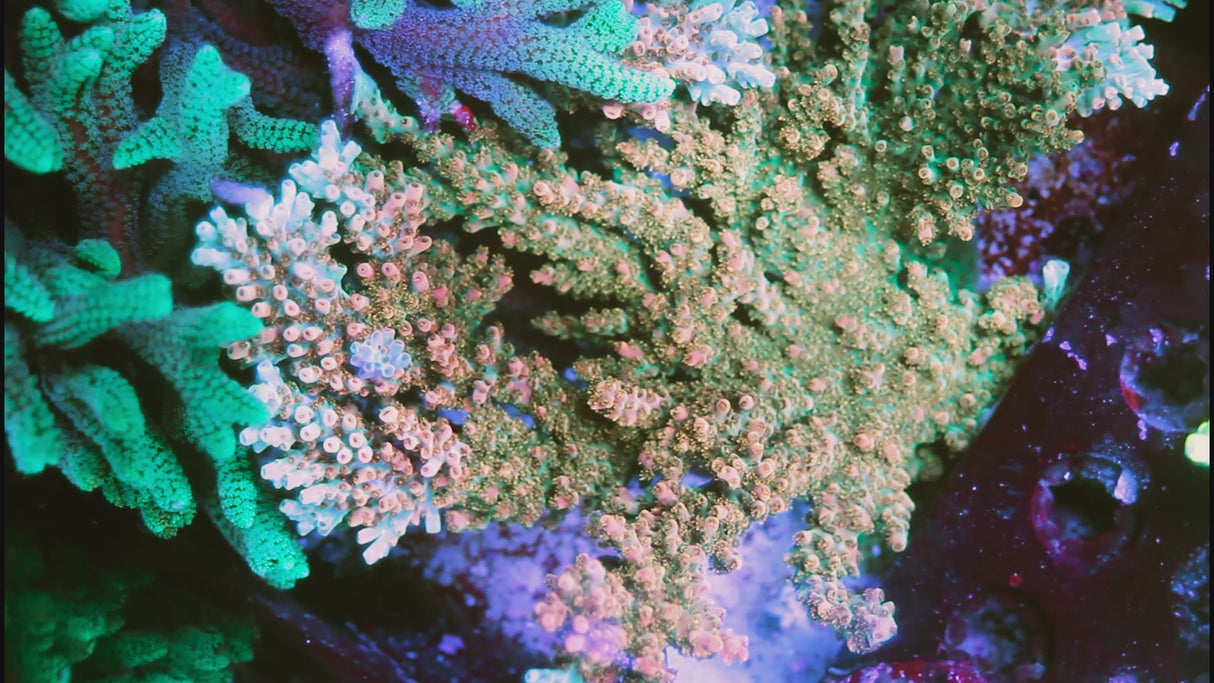 ARC Peach Giant Table Acro