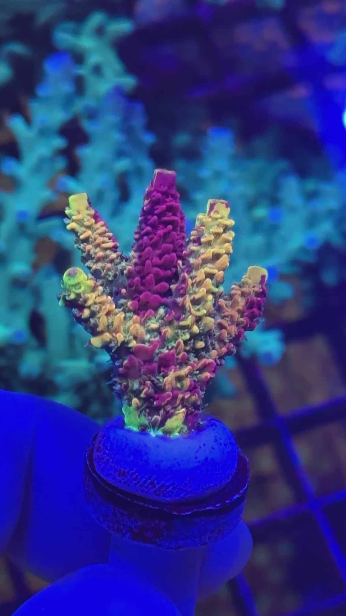 Show Size RRC Rainbow Splice Chunk