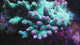 ARC Rainbow Spath