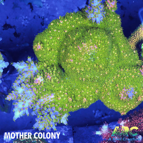 Sanjay's Wrecking Ball