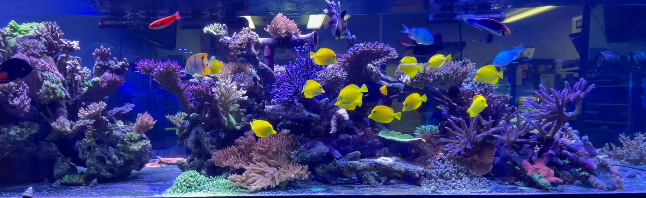 View of A Reef Creation