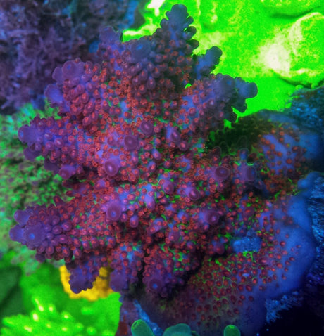 Sanjay's Red Photon Chunk