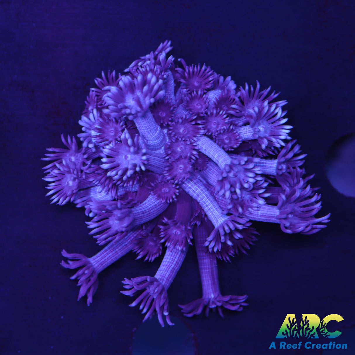 ARC Cultured Purple Goni