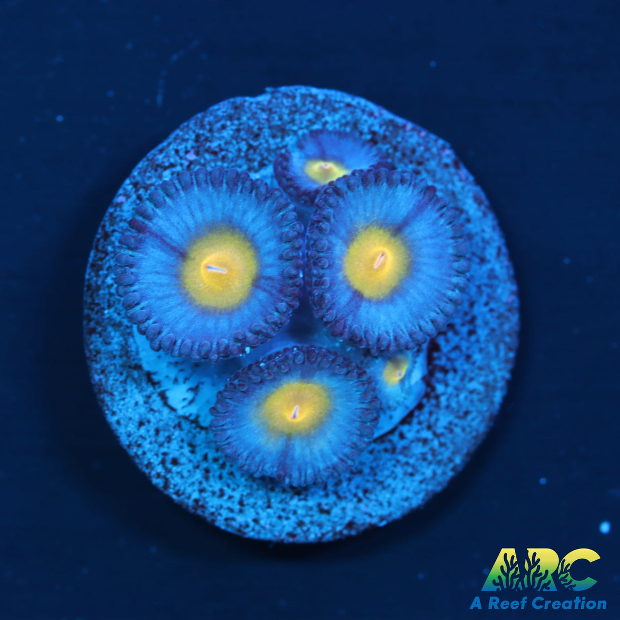 WWC AOI Zoas