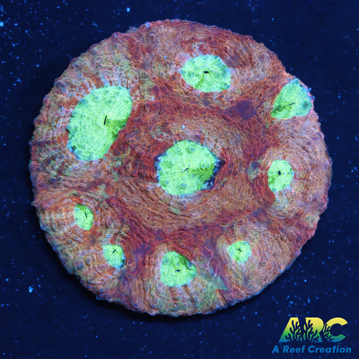 ARC Rainbow Acan Echinata