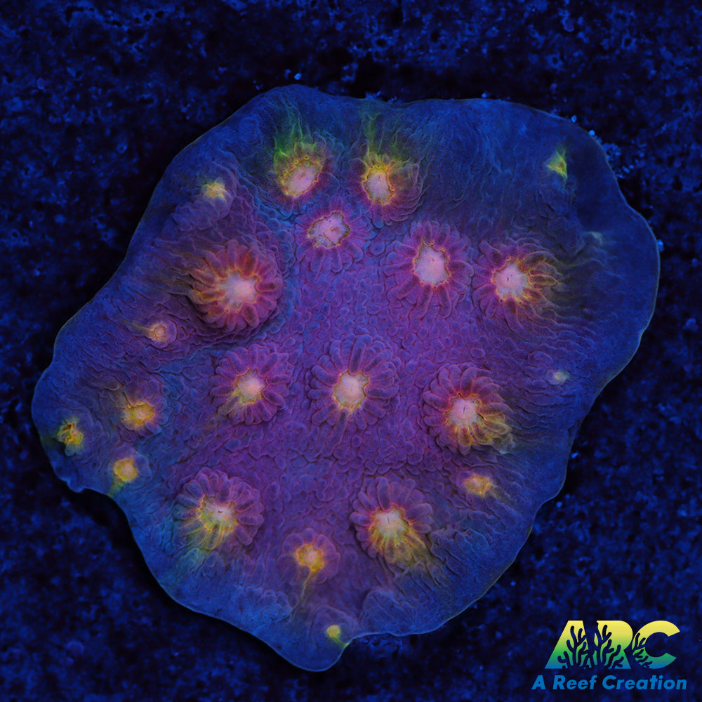 ARC Halley's Comet Plating Cyphastrea