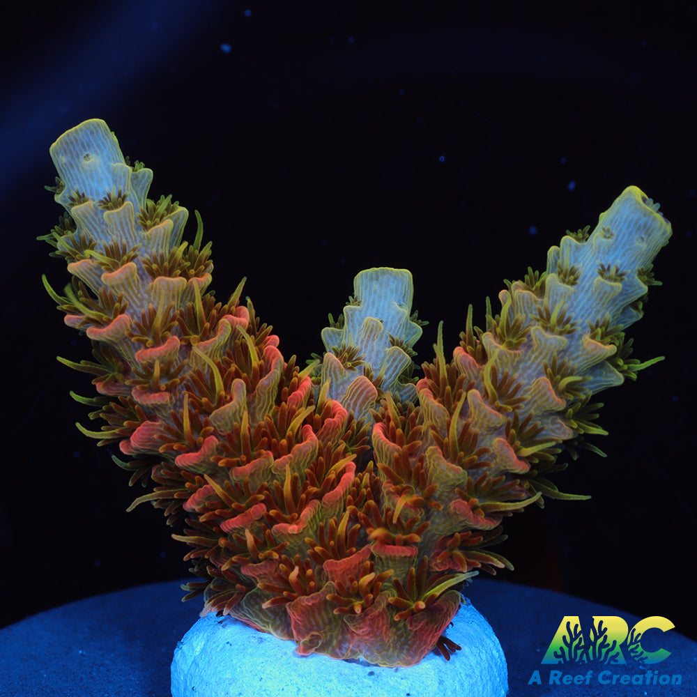 ASD Rainbow Milli