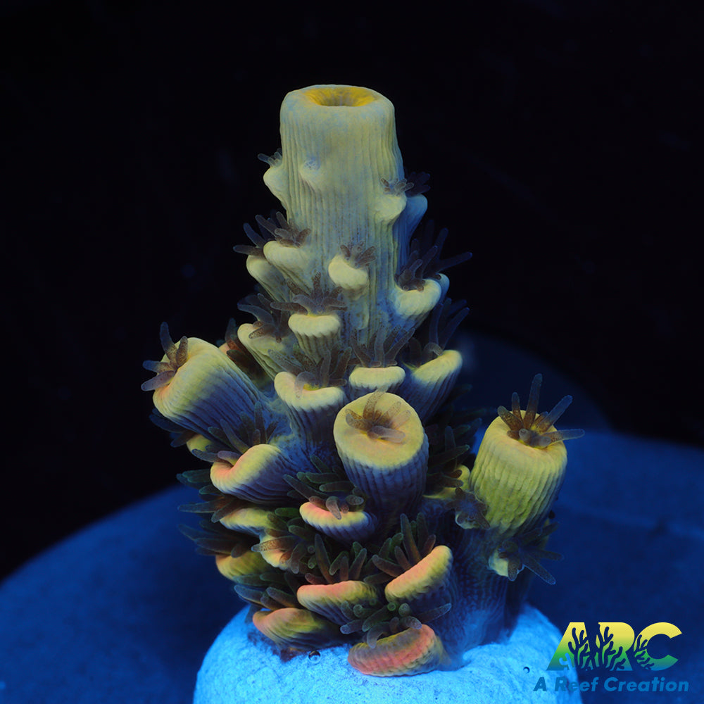 RRC Bananorama Acro