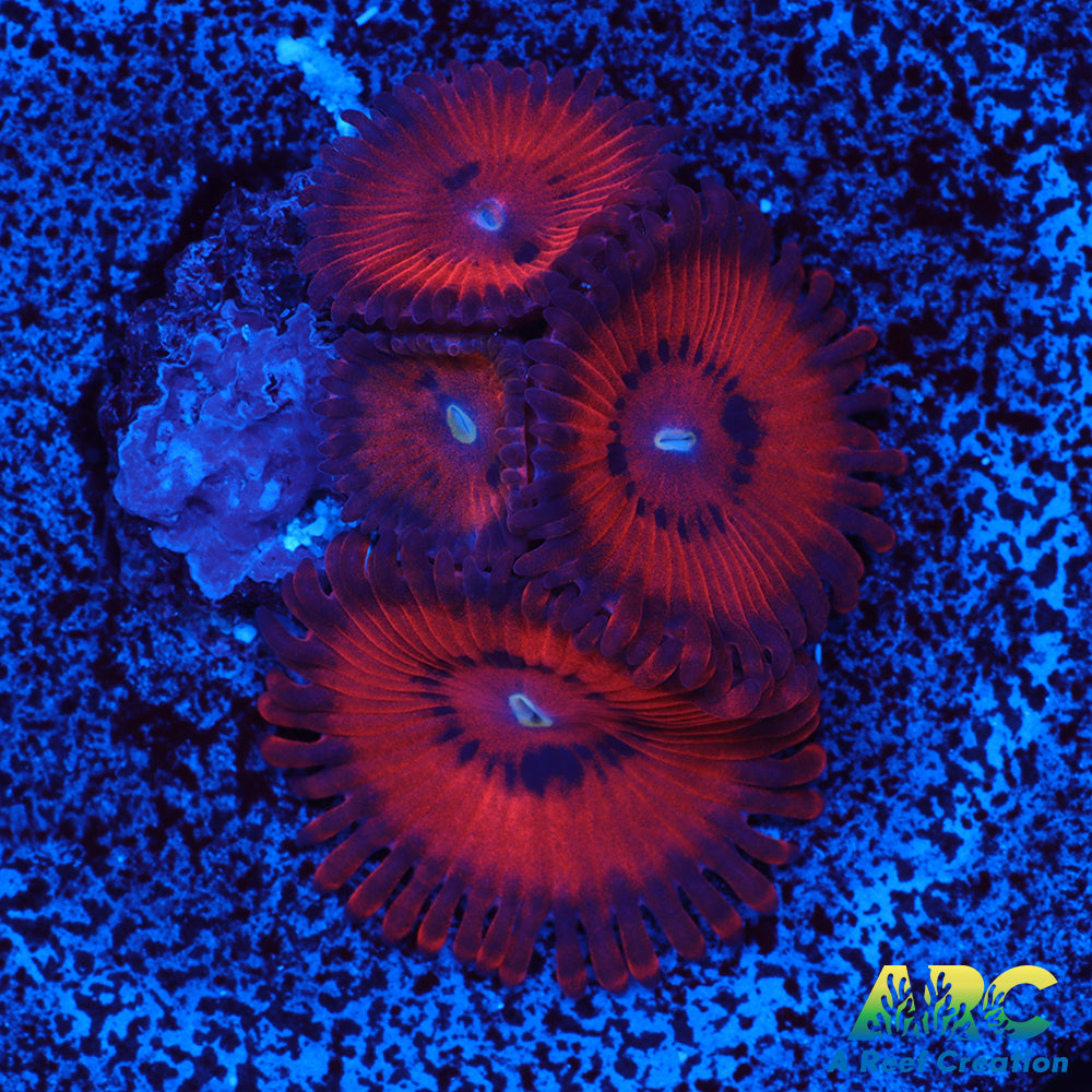 TSA Hellboys Zoas