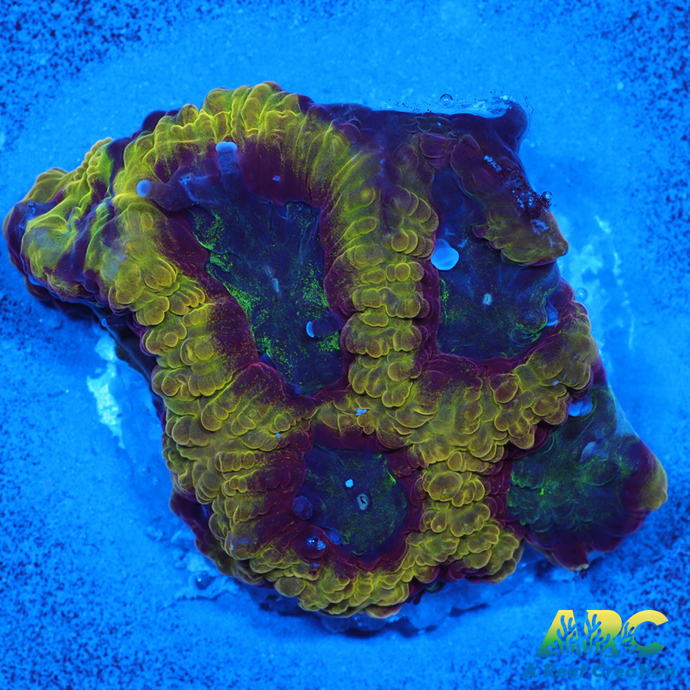 ARC Pacman Favia