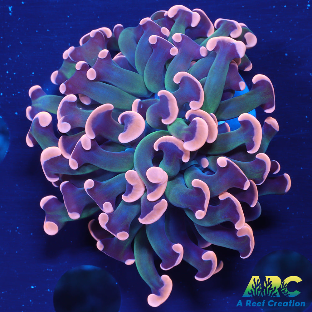 ARC Peach Branching Hammer