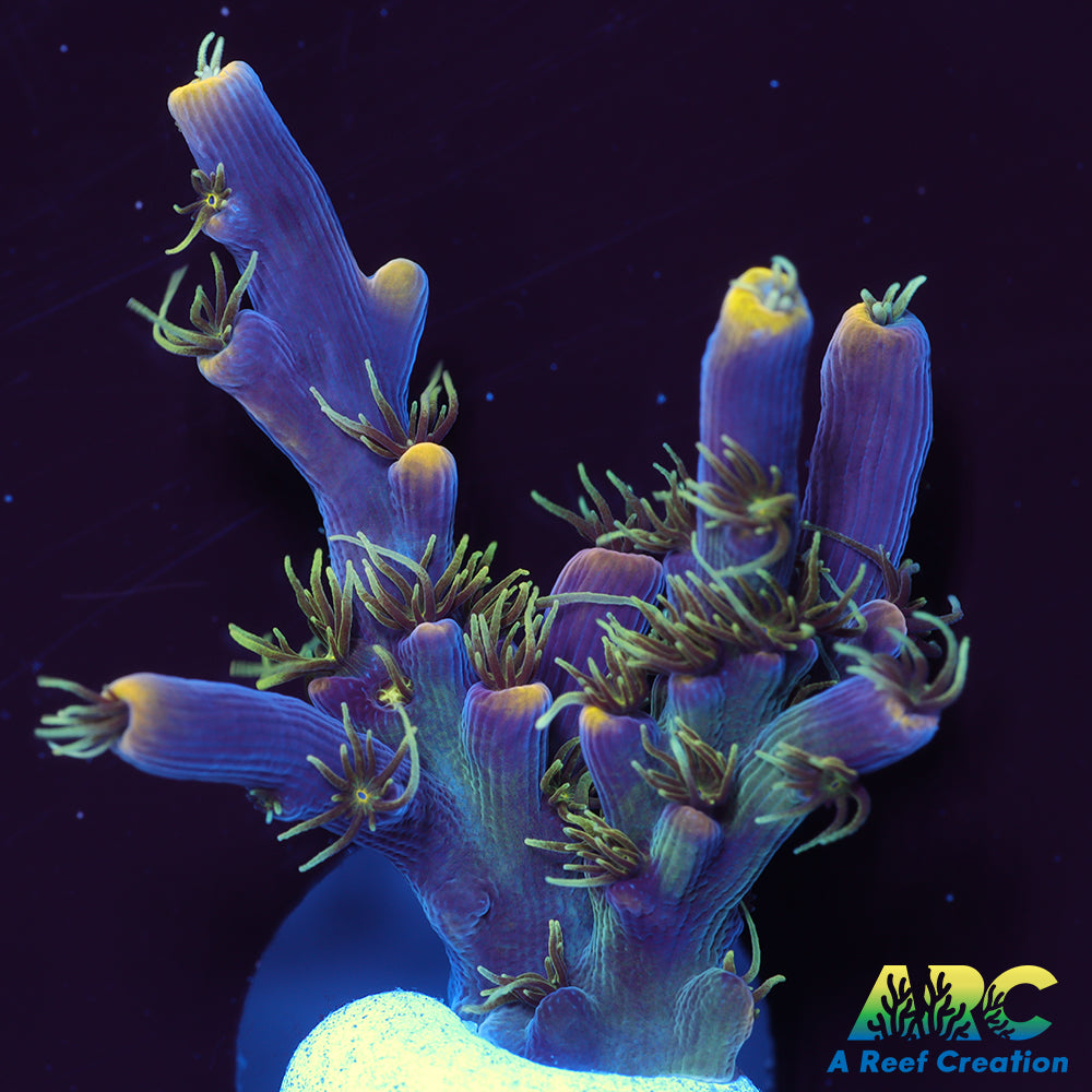 ARC Goldfinger Acro