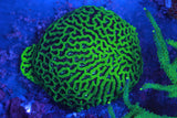 ARC Neon Platy