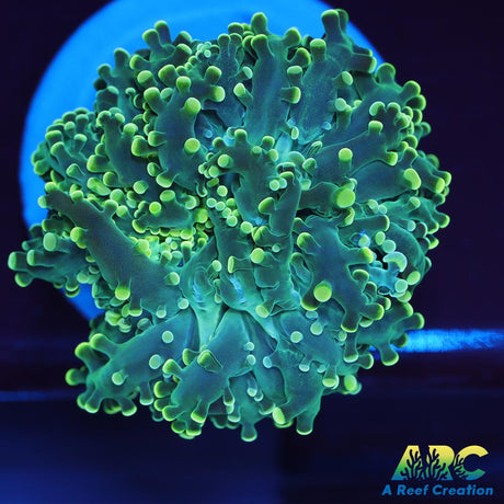 Frosty Green Frogspawn