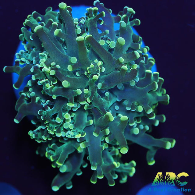 Frosty Green Frogspawn