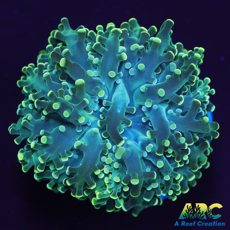 Frosty Green Frogspawn