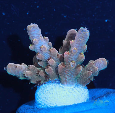 ARC Jaw Faker Acro