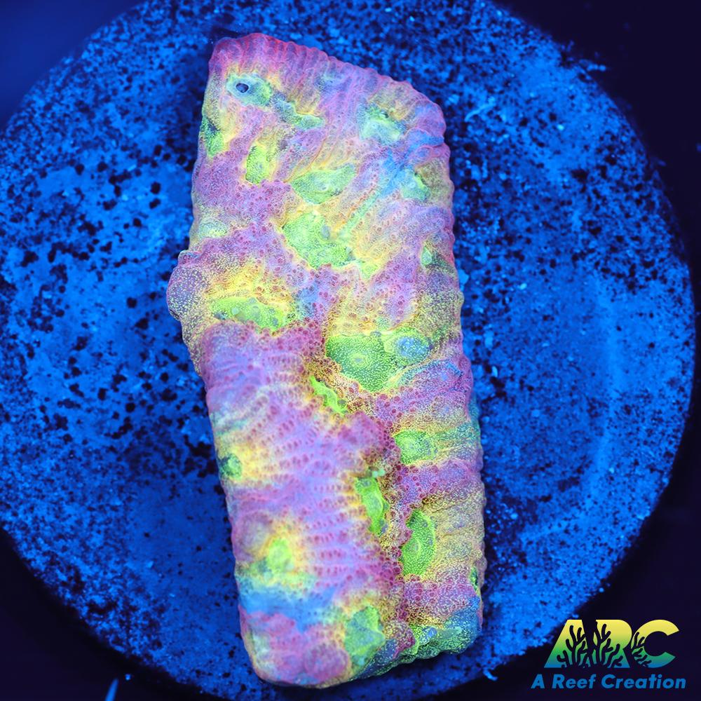 JF Dayglo Favites