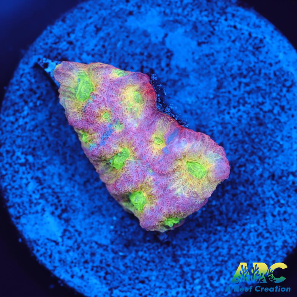 JF Dayglo Favites – A Reef Creation