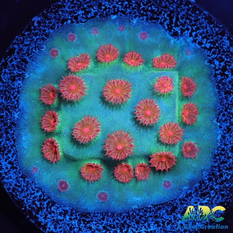 Meteor Shower Cyphastrea