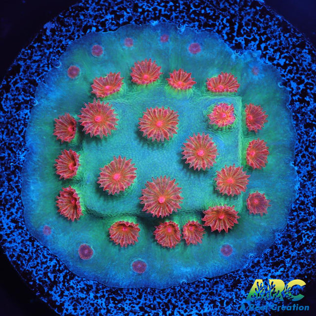 Meteor Shower Cyphastrea