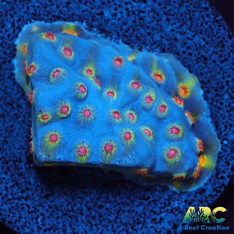 ARC Zombie Eyes Cyphastrea