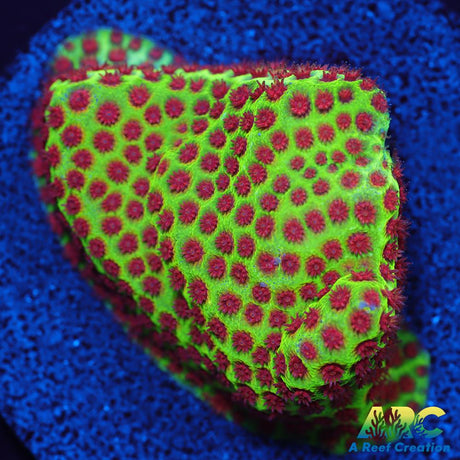 Grinch Porites
