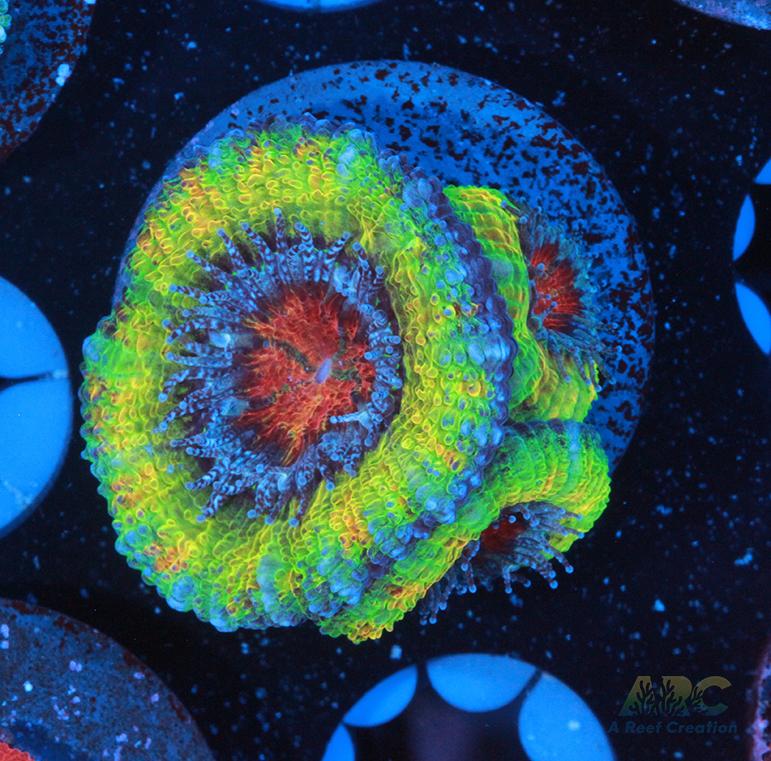 Supreme Reefs Limelight Acan