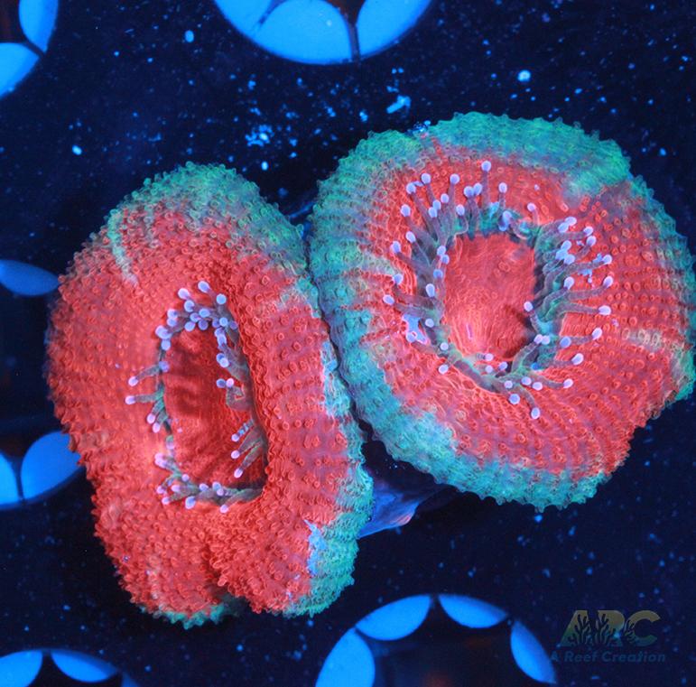 Red and Teal Acan