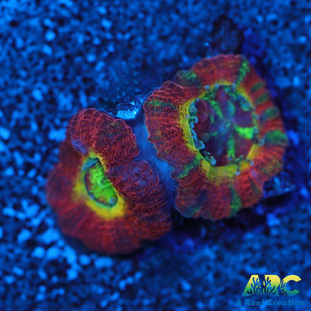 WWC Ruby Red Micro