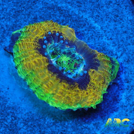 OG Mardi Gras Acan
