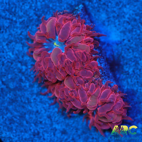 ECC Blue Raven Blasto Merletti